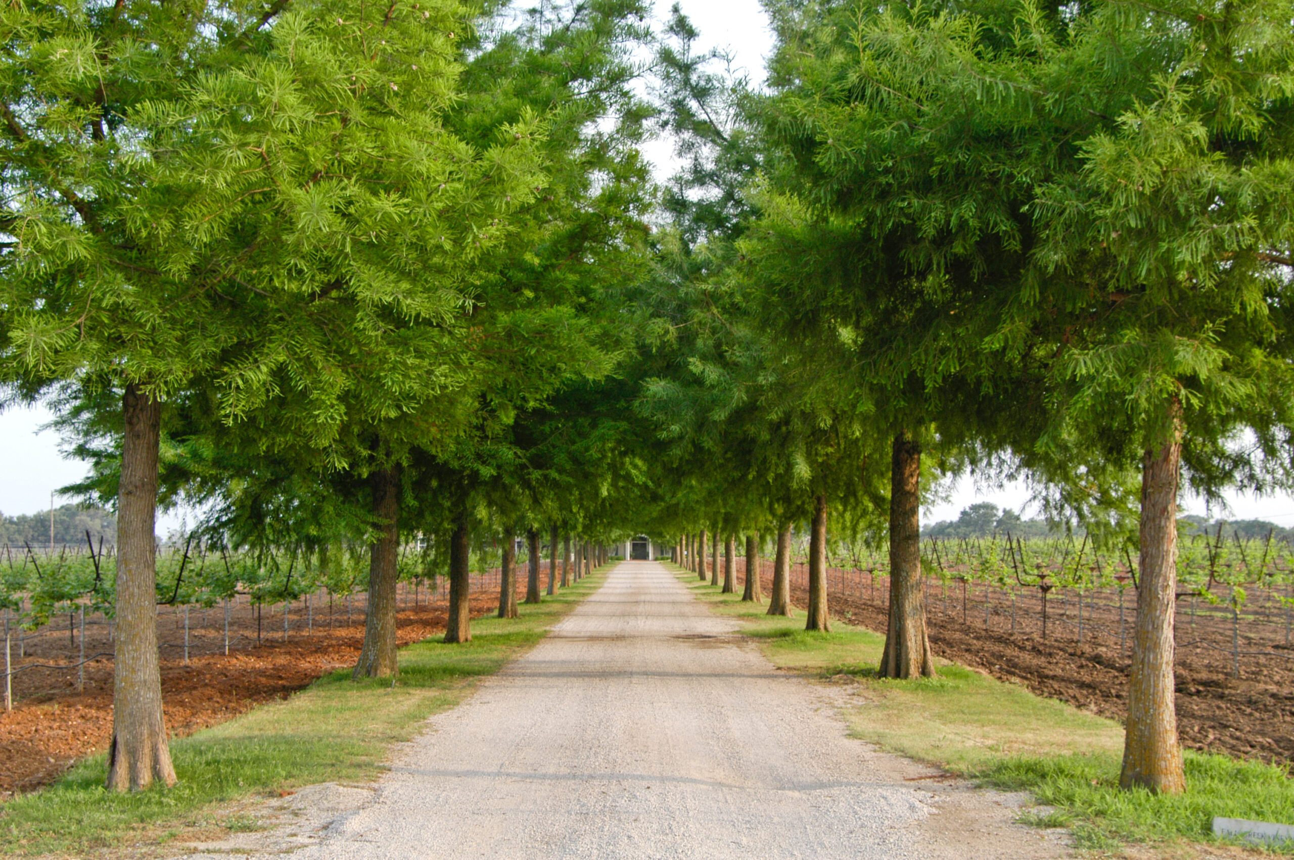 Visit Fall Creek Vineyards 5A (horizntal image)